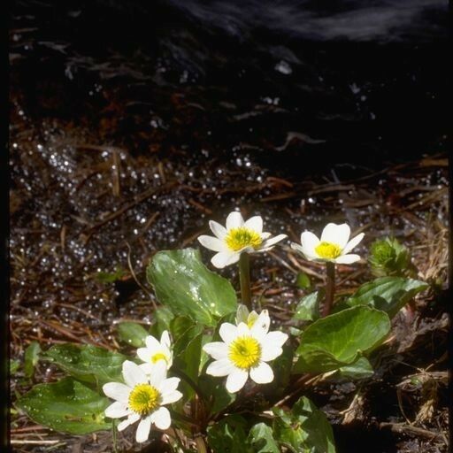 Caltha leptosepala 整株植物