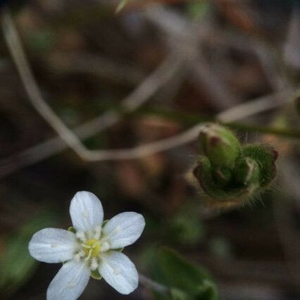 Moehringia lateriflora Flor