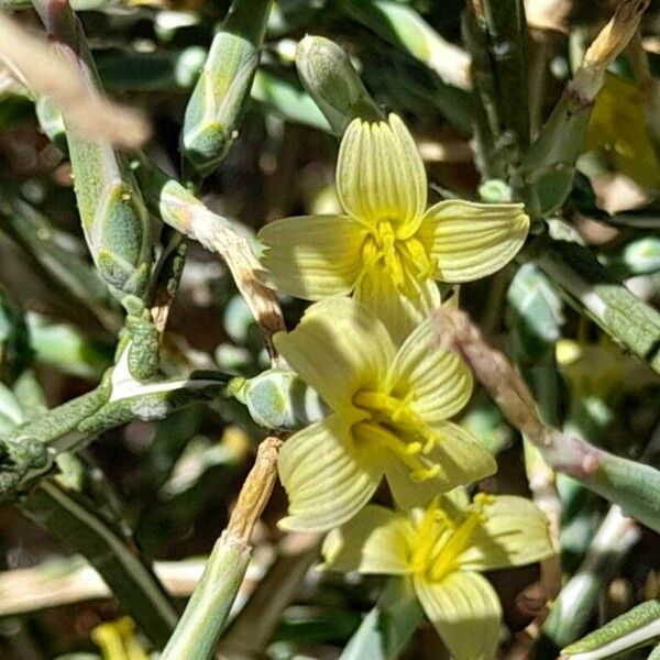 Lactuca orientalis Kukka