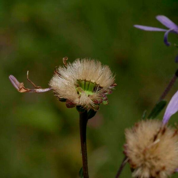 Aster amellus Fruto