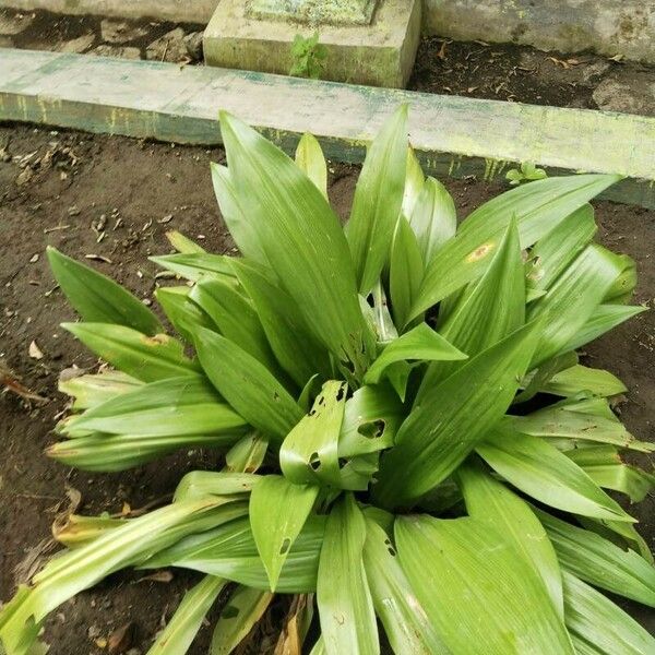 Aspidistra elatior Cvet