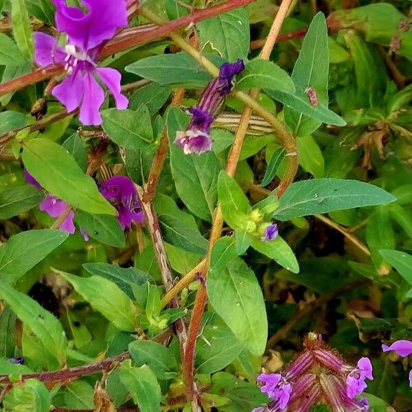 Cuphea procumbens Feuille