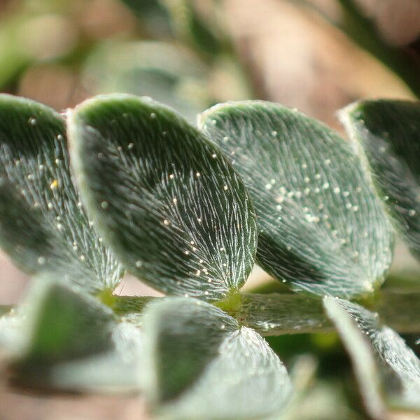 Astragalus incanus Leaf