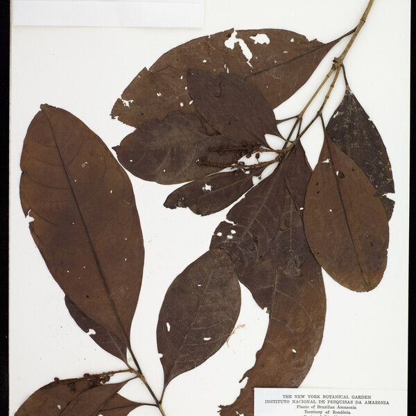 Byrsonima crispa Leaf