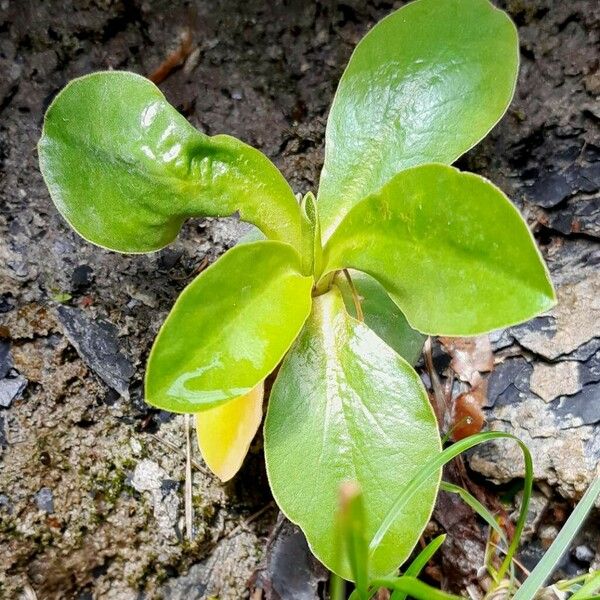 Primula auricula Fuelha