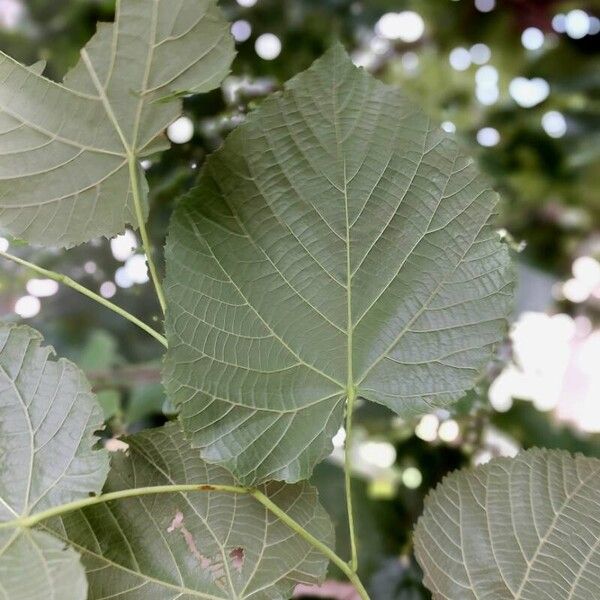 Tilia platyphyllos Feuille