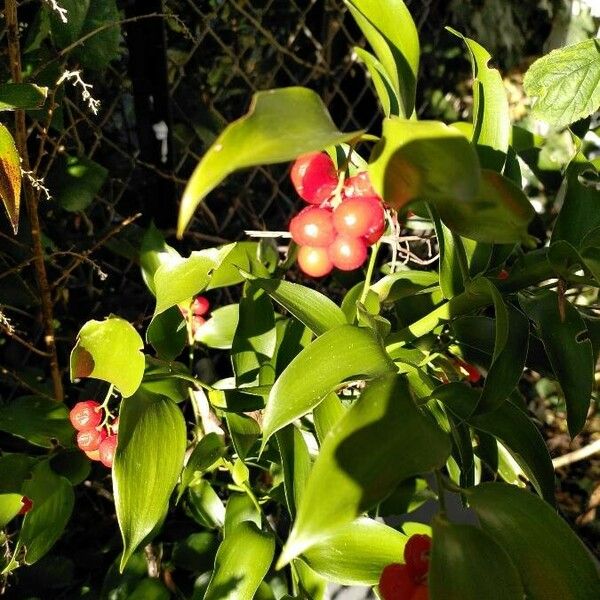 Danae racemosa Fruit