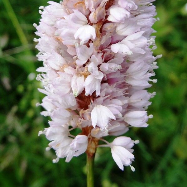 Bistorta officinalis Flower