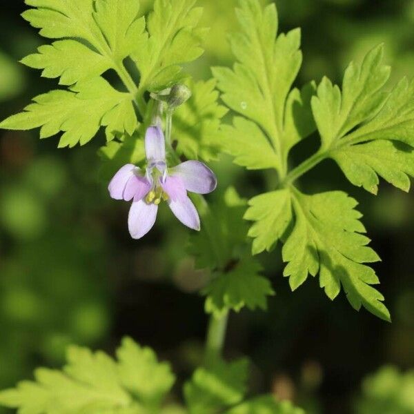 Delphinium anthriscifolium Kwiat