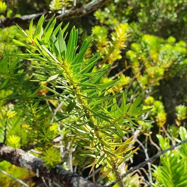 Podocarpus nubigenus Листок
