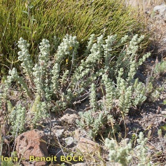 Teucrium charidemi Hábito