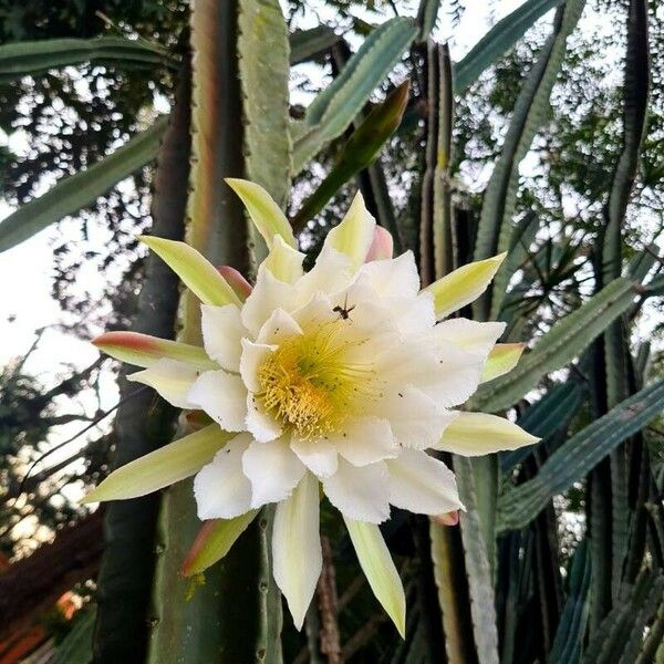 Cereus hexagonus ফুল