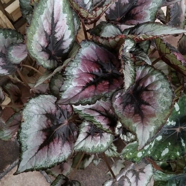 Begonia rex Leaf