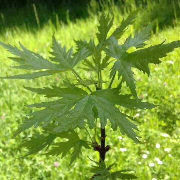 Acer saccharinum Blatt