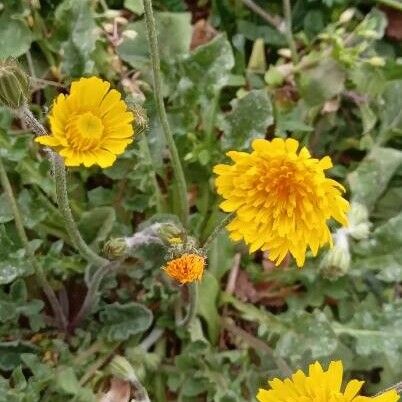 Crepis sancta Flower