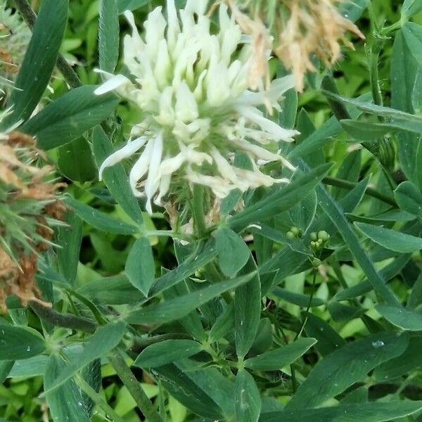 Trifolium pannonicum ফুল