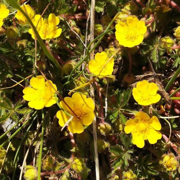 Potentilla heptaphylla Λουλούδι