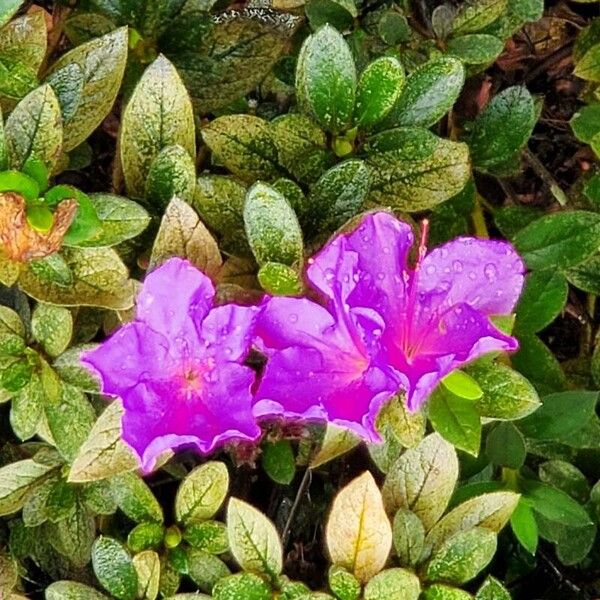 Rhododendron indicum Virág