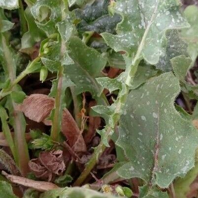 Crepis sancta Leaf