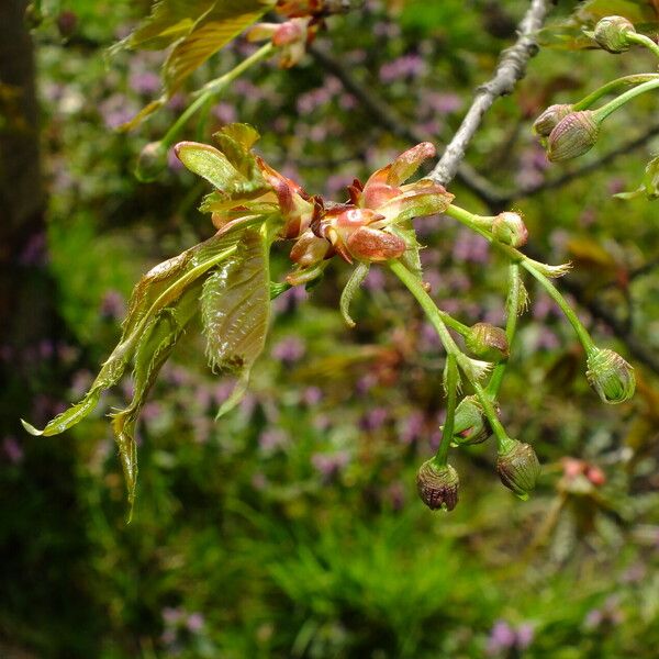 Prunus serrulata Cvet