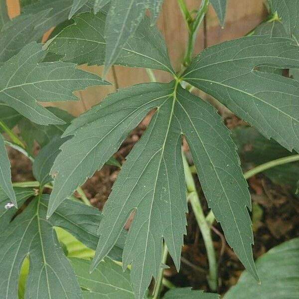 Rudbeckia laciniata Blad