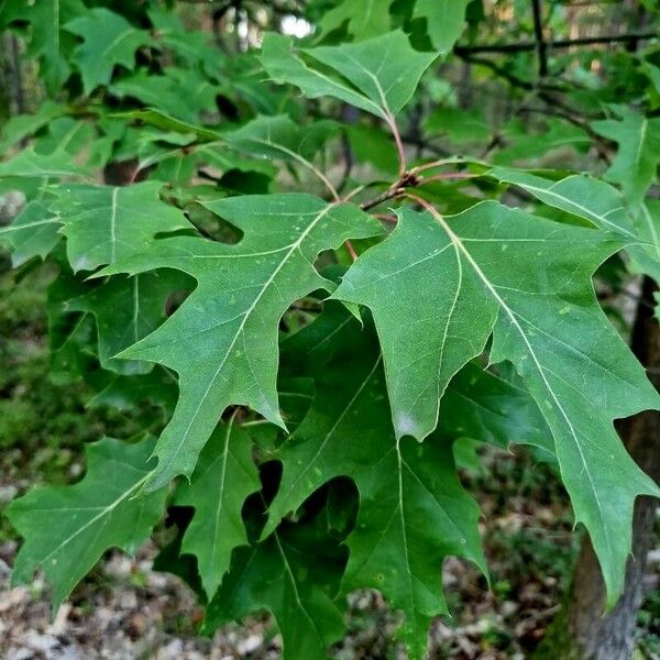 Quercus velutina موطن