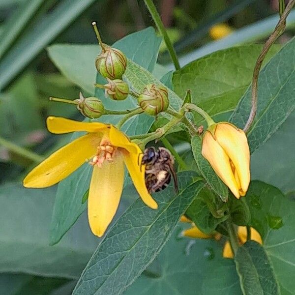 Lysimachia vulgaris Cvet