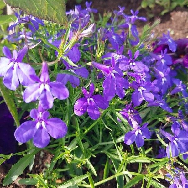 Lobelia erinus Blüte