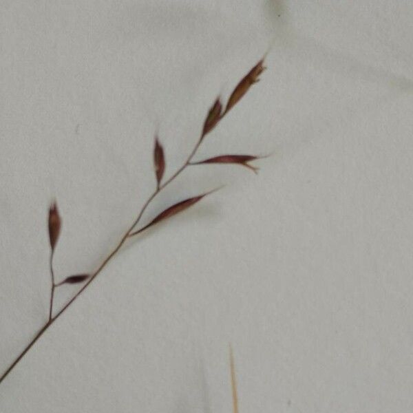 Festuca rubra Flower