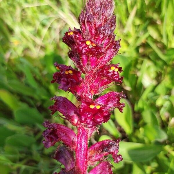 Orobanche sanguinea Flower