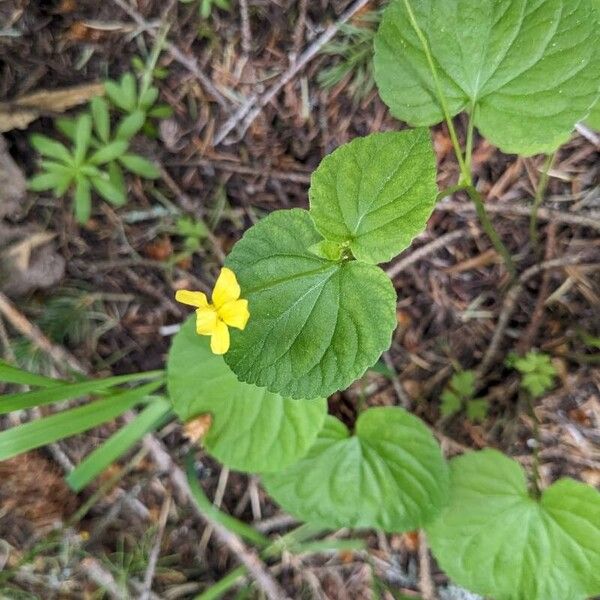 Viola glabella 花