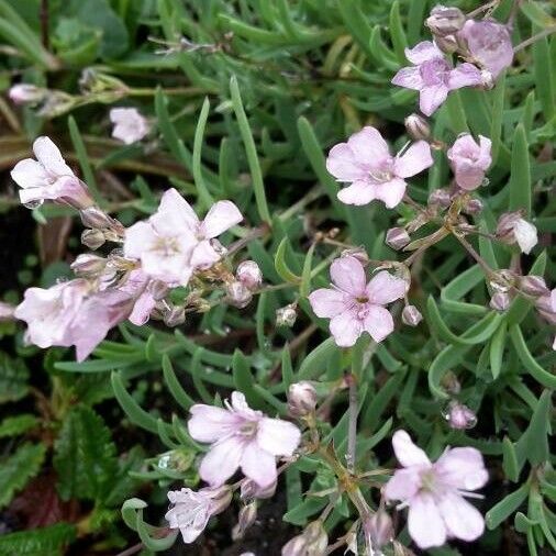 Petrorhagia saxifraga Цветок