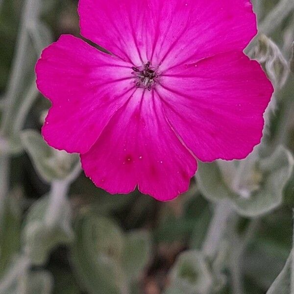 Silene coronaria Flor