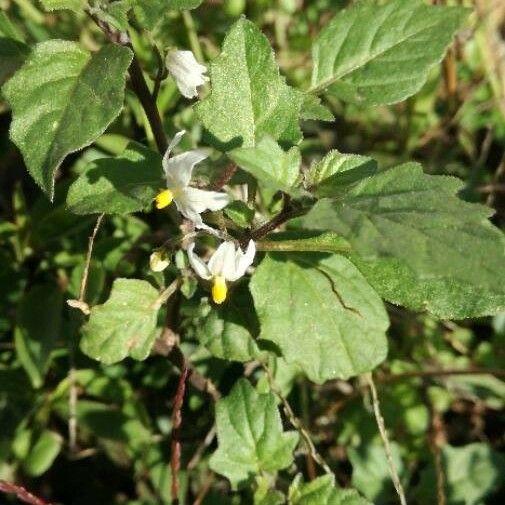 Solanum villosum Floare