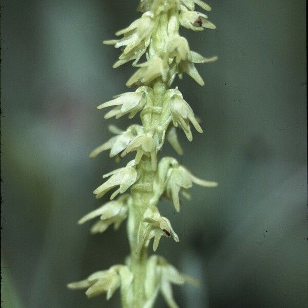 Herminium monorchis फूल