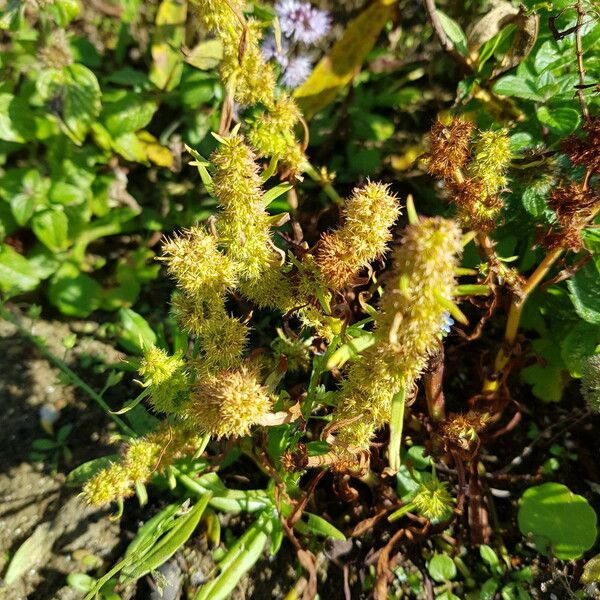 Rumex maritimus Kvet