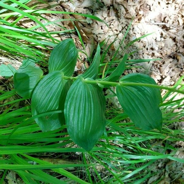 Epipactis helleborine Leaf