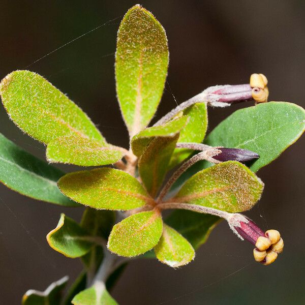 Pittosporum poumense 葉