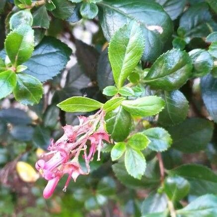 Escallonia rubra Flor