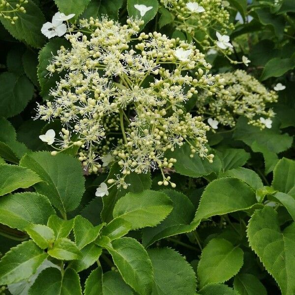 Hydrangea petiolaris Kwiat