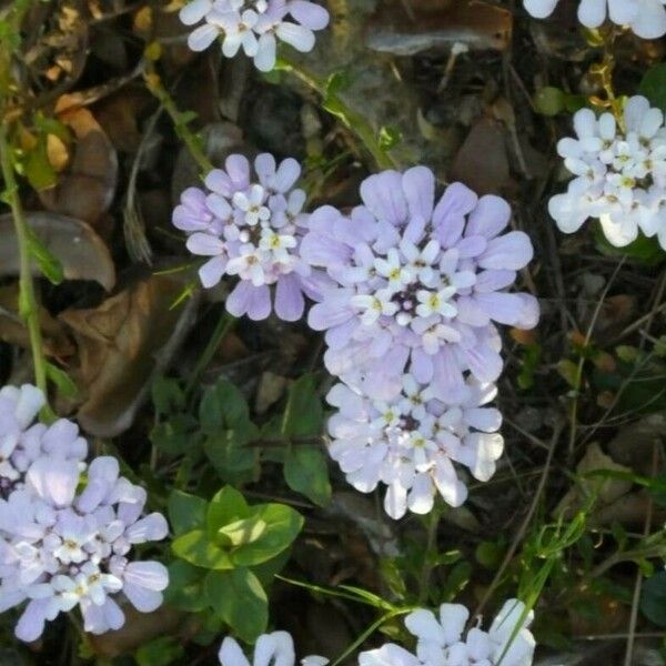 Iberis amara Fiore