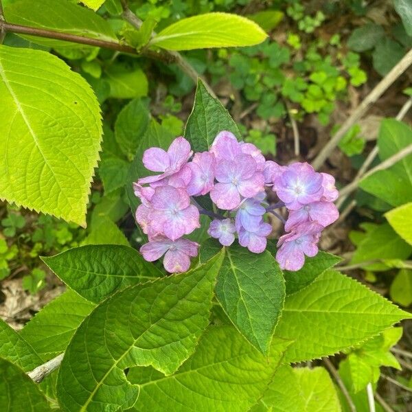 Hydrangea spp. 花