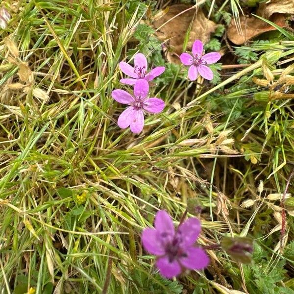 Erodium acaule Žiedas