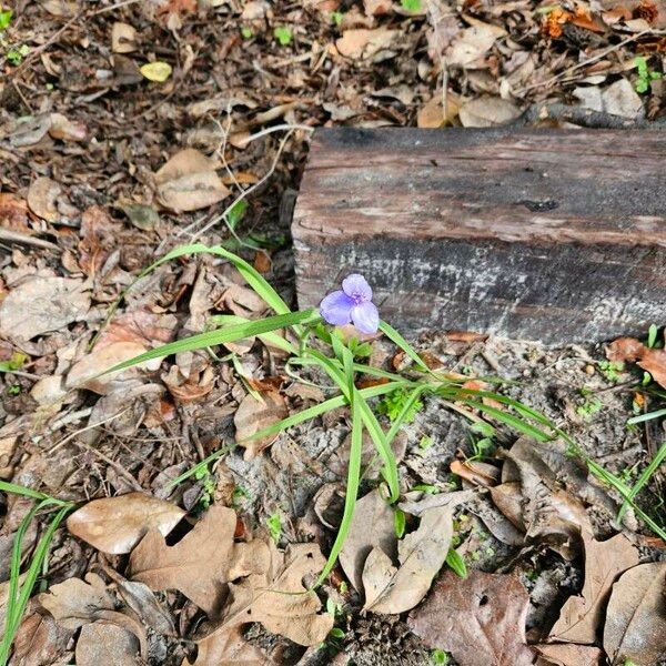 Tradescantia ohiensis Hàbitat