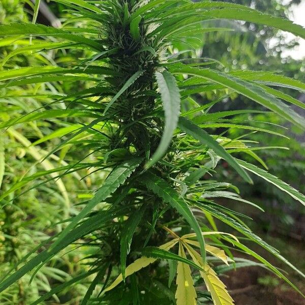 Cannabis sativa Fiore