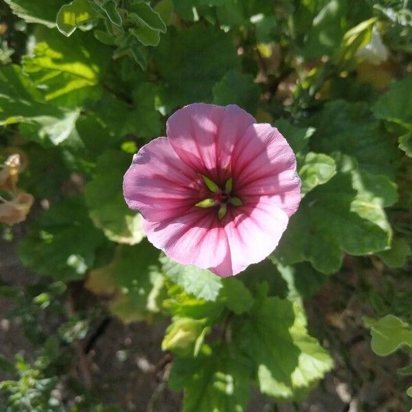 Malope trifida Flower