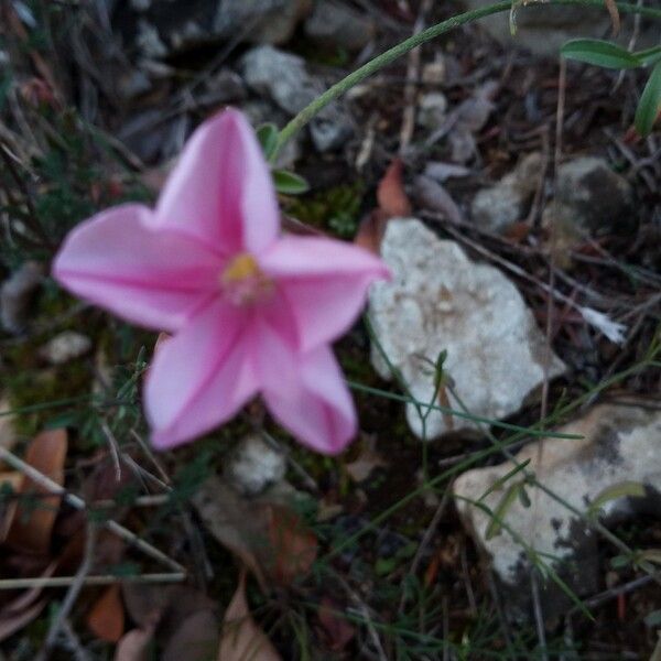 Convolvulus cantabrica പുഷ്പം