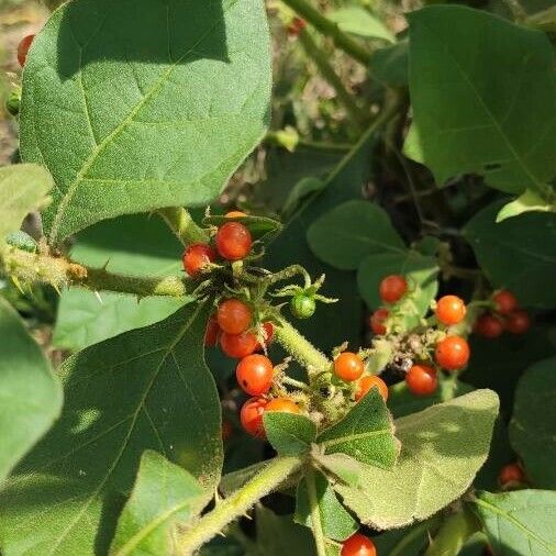 Solanum jamaicense Fruit