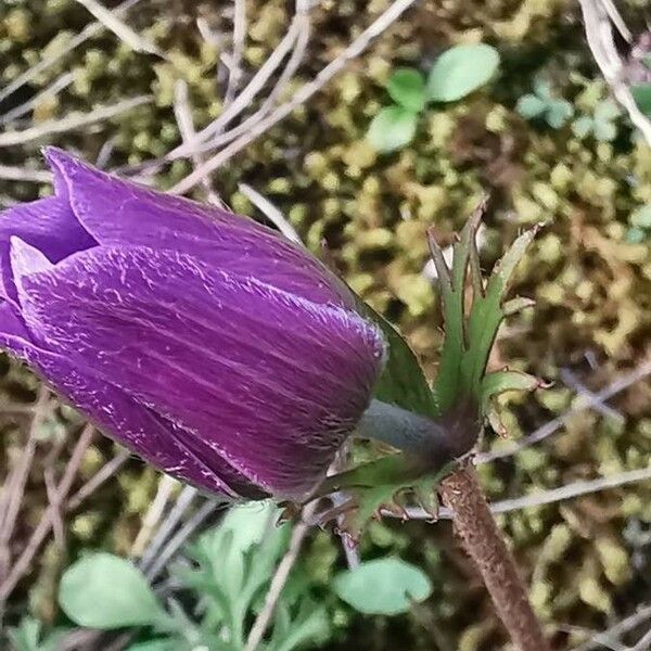 Anemone coronaria Kwiat