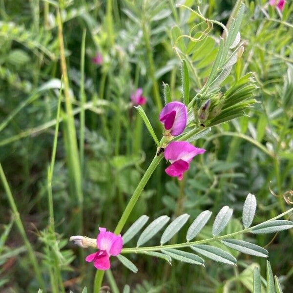 Vicia sativa फूल